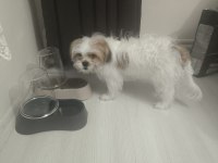 Terrier sağlıklı 4 aylık erkek köpeğimiz