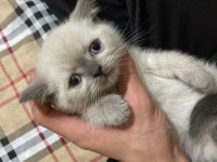 KEDİMİZ ÇOK TATLI OLUP ANNE VE BABASI SAFKAN IRKTIR
