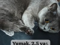 BRİTİSH SHORTHAİR KEDİMİZ SEVİMLİ YUMAK YUVA ARIYOR