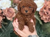 RESMİ İŞLETMEDEN TOY POODLE CİNSİ YAVRU KÖPEKLER