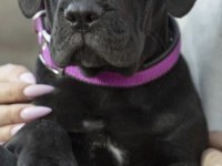 Cane Corso Köpeğimiz