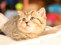 Show Kalite Black Golden British Shorthair 