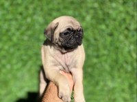 7 KARDEŞTEN SON KALAN DİŞİ PUG