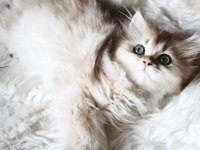Ny25 dişi british longhair
