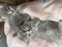 British shorthair yavruları