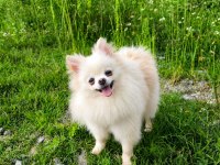 Mikro Teacup Pamuk Prenses Pomeranian Boo