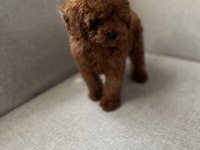 Kore kan toy poodle bebekler