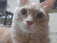 Kedim Paşayı Alerjimden Dolayı Sahiplendiriyorum