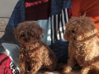 Toy poodle yavrularımız sahiplendirilecek