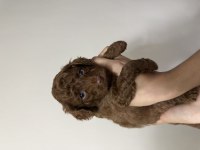 Orijinal Kore Poodle Dişi ve Erkek