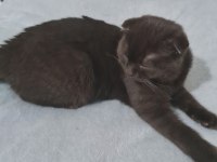 18 Ağustos Doğumlu Scottish Fold Yavru