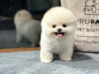 Zeki Irk Pomeranian Yavrular İçin Bizlere Ulaşın