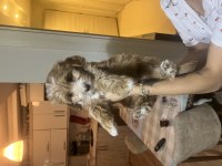 İzmir Buca Ev Üretimi Maltipoo Yavrularımız