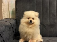 Pomeranian Yavrularımız Sizlerle