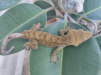 3 yaşında erkek crested gecko