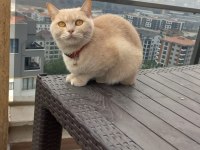 1 yaşında kedimizi sahiplendirme