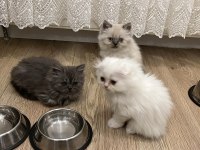 Scottish fold longhair yavru beyaz