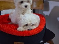 İki aylık güzel yavru köpekler