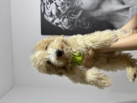 3.5 Aylık Maltipoo Harika Bir Dişi
