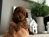 Toy poodle için güvenilir tek adres