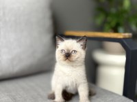Güzeller Güzeli Brıtısh Shorthair Yavrularım