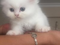 Duygularınızı değiştirecek chinchilla bebişlerim