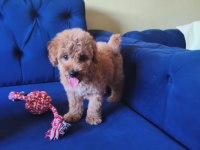 Sevimli Erkek Toy Poodle