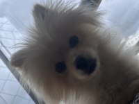 6 aylık dişi pomeranian