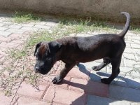 2 aylık acil cane corso
