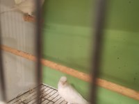 Takim Beyaz Lipogram Kanarya