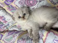 A Kalite Scottish Fold Açıklamayı Okuyun