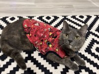 Russian Blue Kızımı Ücretsiz Sahiplendiriyorum