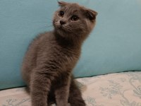 SCOTTİSH FOLD ERKEK YAVRUMUZ OYUNCU VE SAĞLIKLI ÜCRETLİ