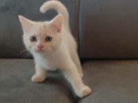 Kedilerim Saf Kandır Bilginize