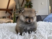 Pomeranian dişi ayı tipler