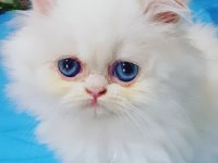 Safkan iran kedisi yavru