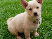 Minyatür pinscher
