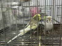 Çok Güzel Renkli Japones Ve Kırık Jumbo Çift Muhabbet Kuşu