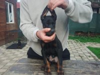 Doberman yavruları