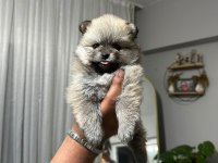 Teslime Hazır Pomeranian Bebekler