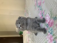 Scottish fold yavrularım yuvasını arıyor