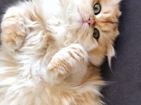 Ny12 Golden full şecereli british longhair