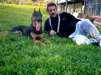 7 aylık doberman