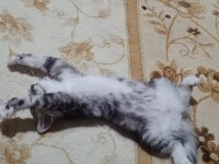 3 aylık british shorthair yavrumuza yuva arıyoruz