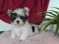 Biweryork terrier