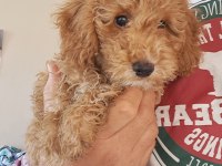 Minyatür poodle yavrular