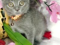 Scottish fold bebeklerimiz yeni ailelerini bekliyor
