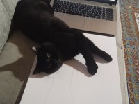 British shorthair kedimiz kömür yeni yuvasını arıyor