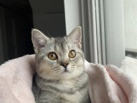 Öğrenci olduğum için kedimi sahiplendiriyorun