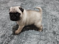 Pug mops bebekler